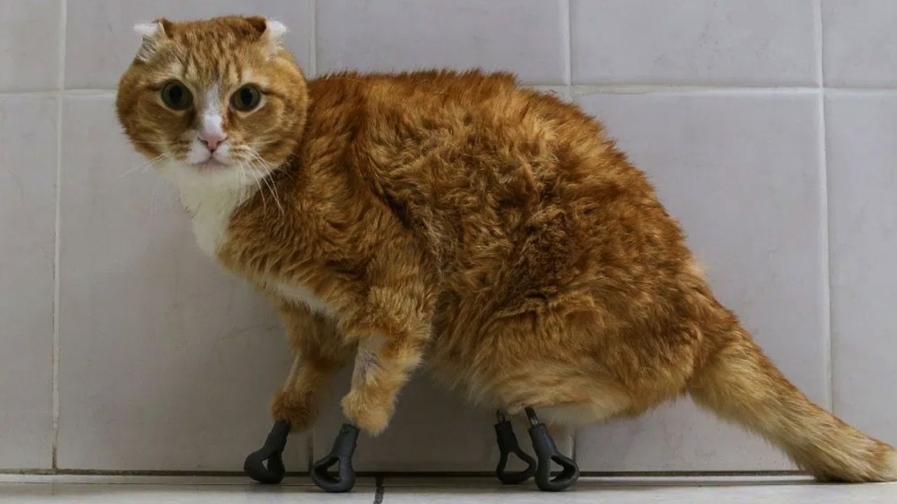Gatos en Rusia usan patas de titanio al ser rescatados de morir congelados