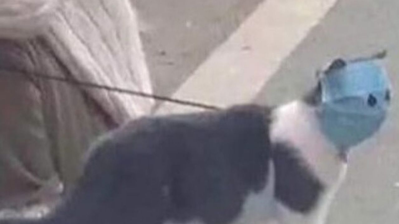 VIRAL: Gato busca evitar el coronavirus en China al usar cubrebocas
