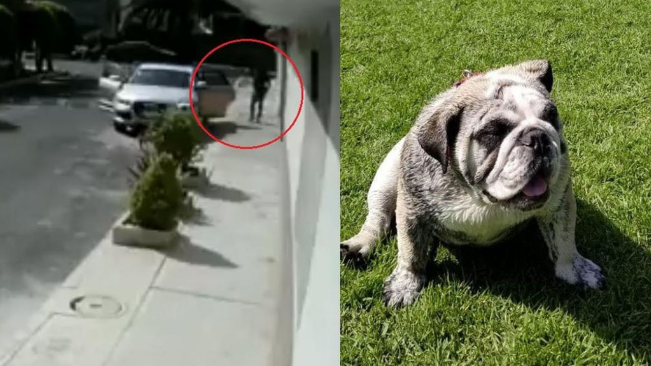VIDEO: Ella es Bola, la perrita bulldog que robaron los de un Audi en CDMX