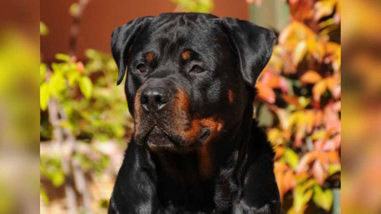Cinco perros rottweiler le destruyen el rostro a hombre que cayó de escalera