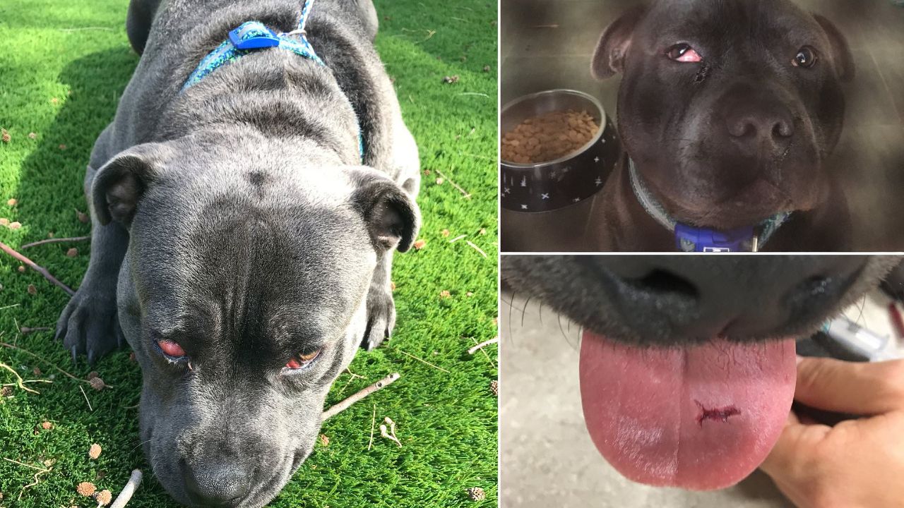 Golpeó a su perro con un martillo y le cortó la lengua; este fue su castigo