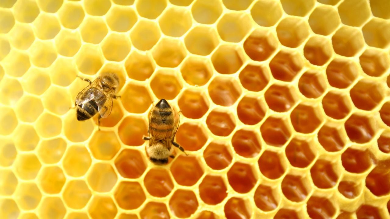 Apicultores de Sonora a punto de conquistar el mercado oriental