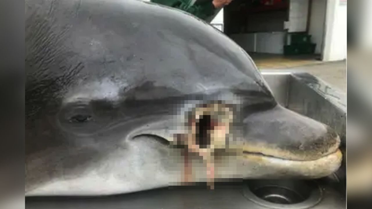 EU dará hasta 20md por información sobre los asesinos de delfines