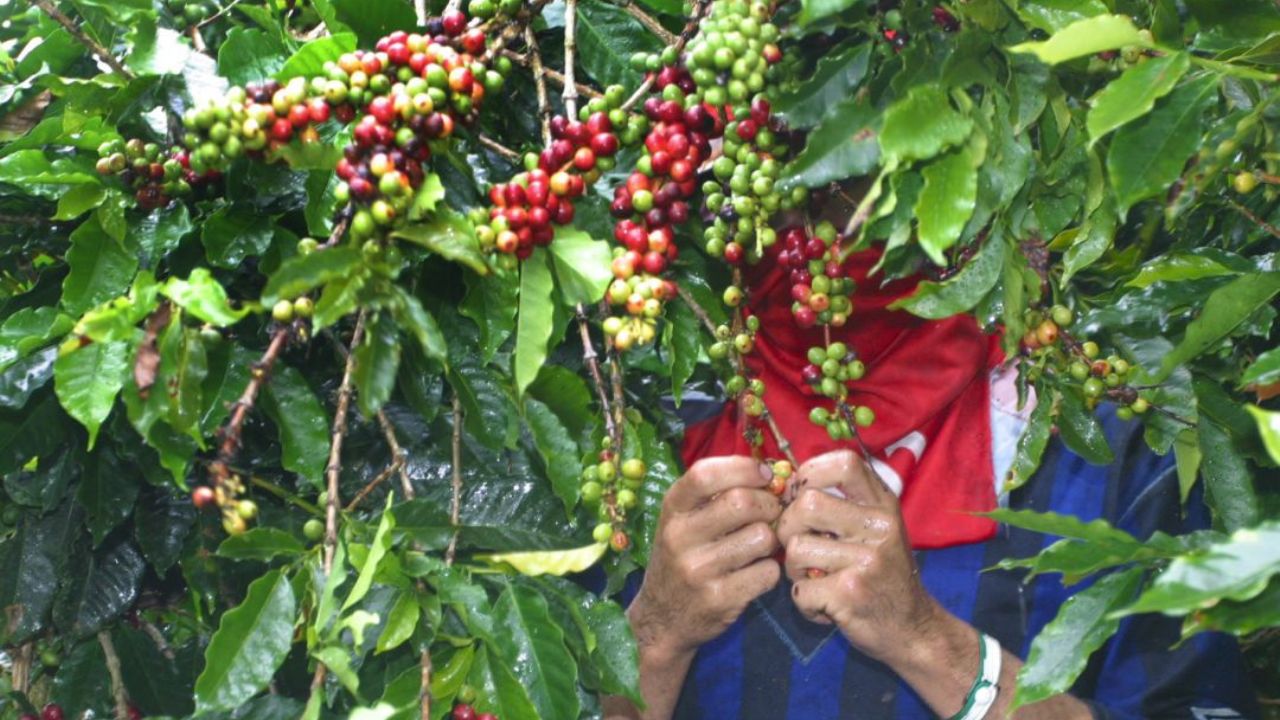 Gobierno de México y caficultores se unen para salvar la actividad