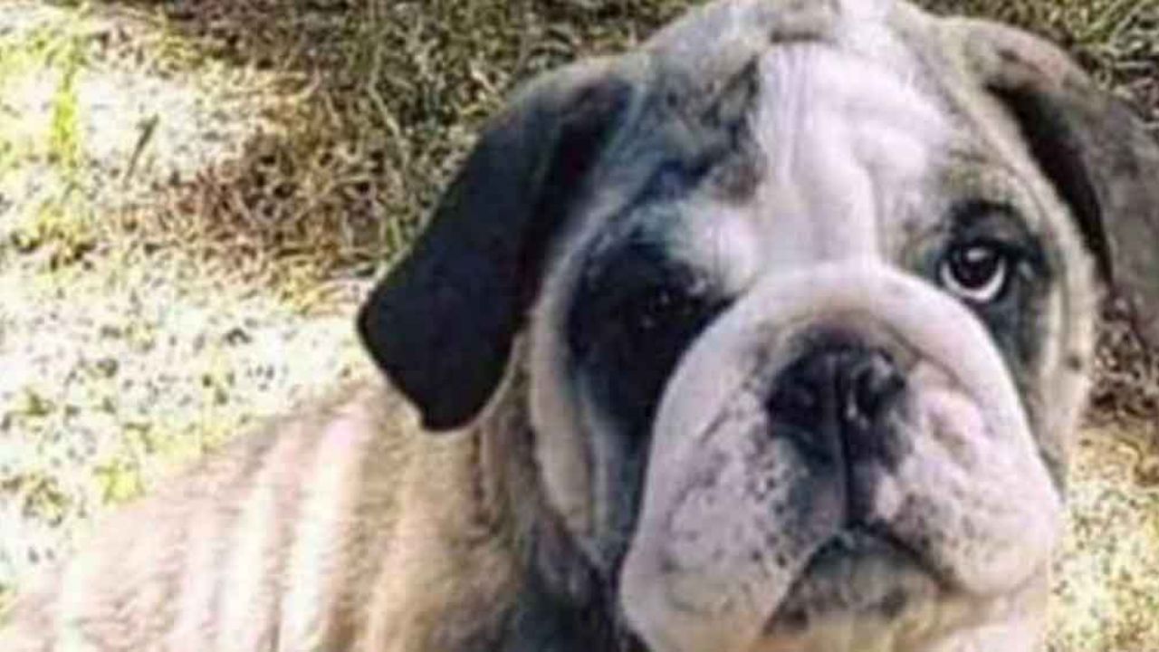 Bola, la perra bulldog que robaron, ha sido recuperada en un taller mecánico