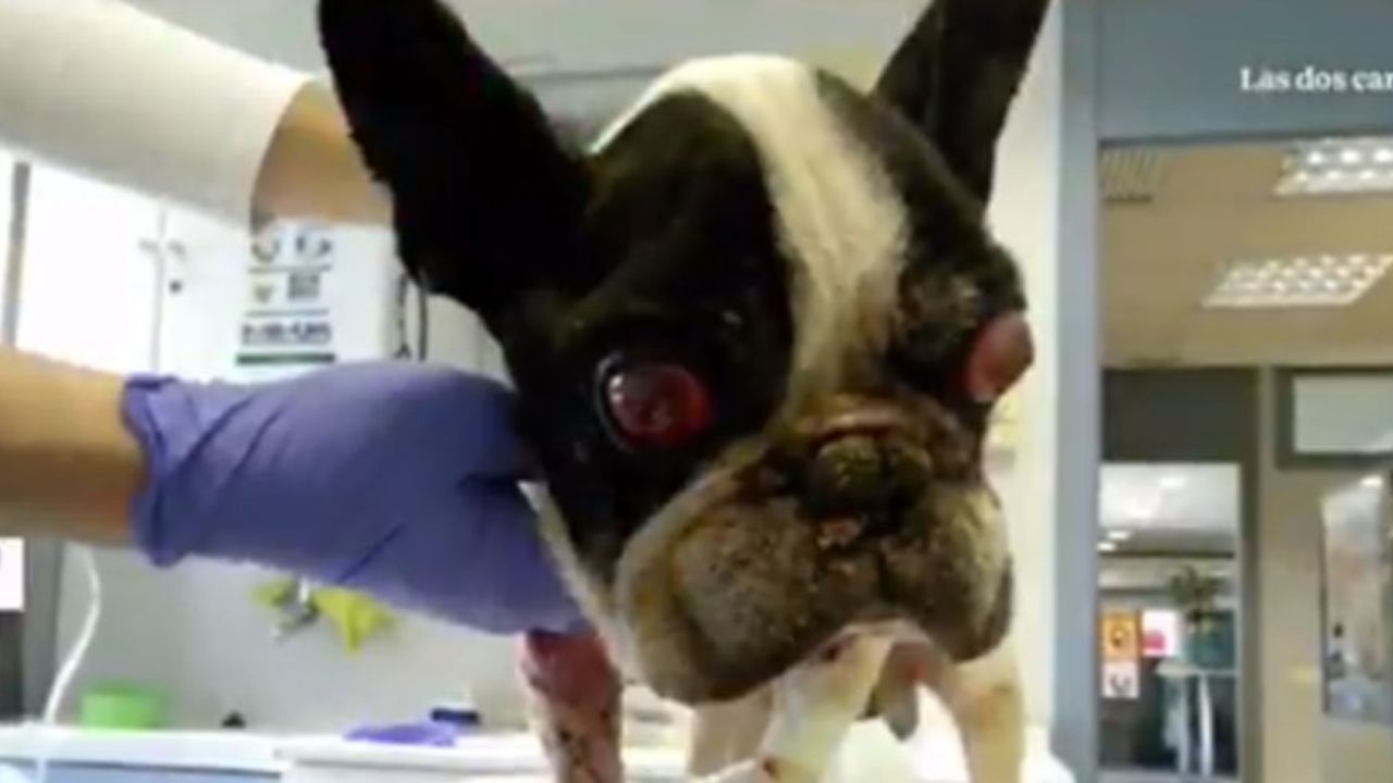 VIDEO: Rescatan casi muerto a Hope, el bulldog que fue robado hace 12 años