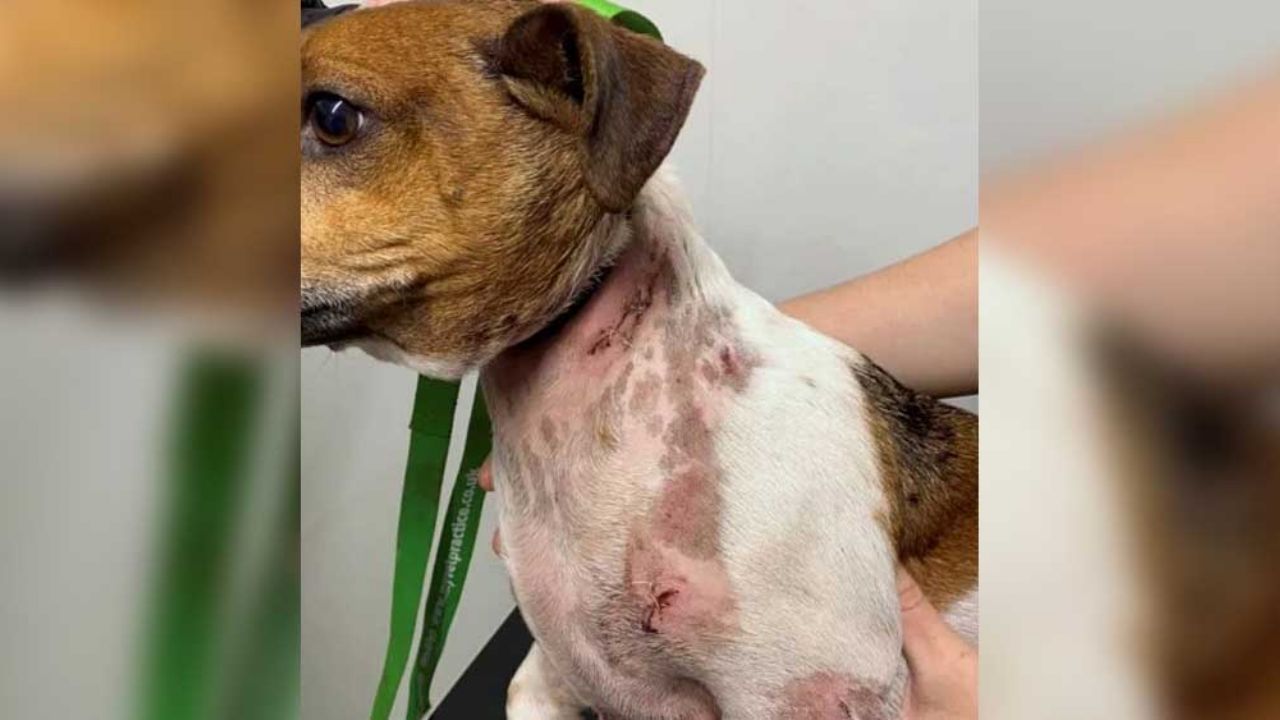 Hombre pierde un diente al defender a sus perros de feroz rottweiler