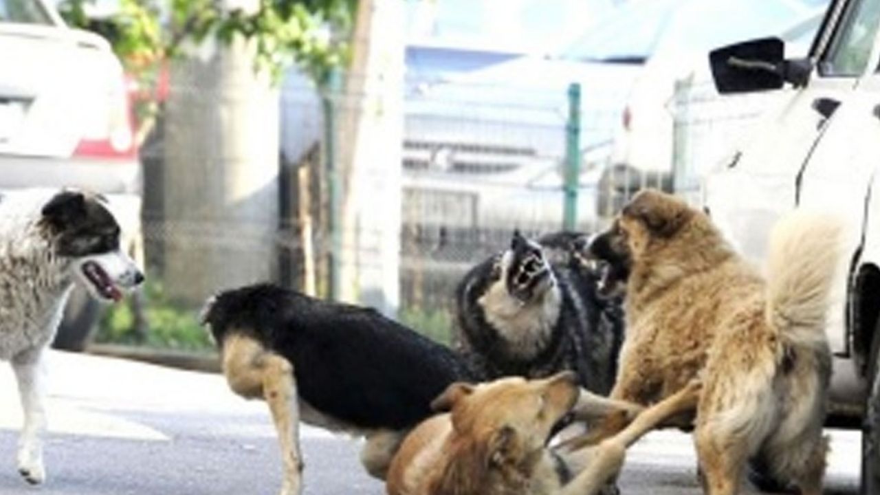 Manada de perros mata a mujer de la tercera edad en alcaldía de CDMX