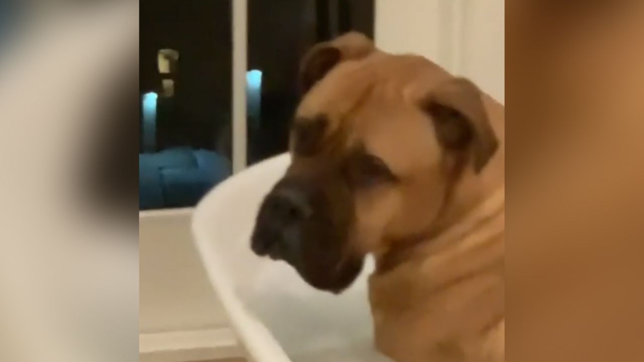 VIDEO: Hombre prepara sorpresa para su esposa pero alguien más lo aprovecha