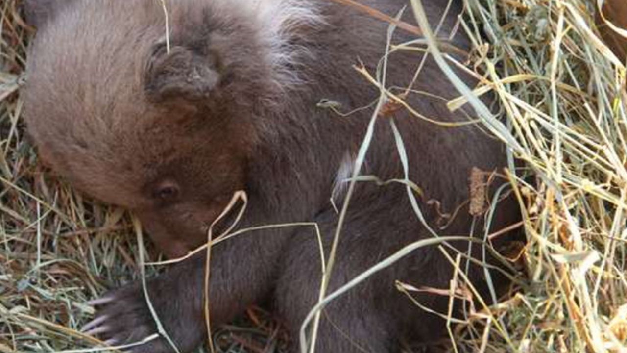 VIDEO: Pareja encuentra a su perro con un oso recién nacido en su hocico