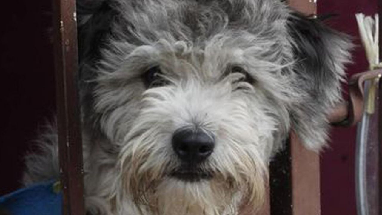 Detienen a sujeto que le sacó el ojo a su mascota con una varilla de soldadura