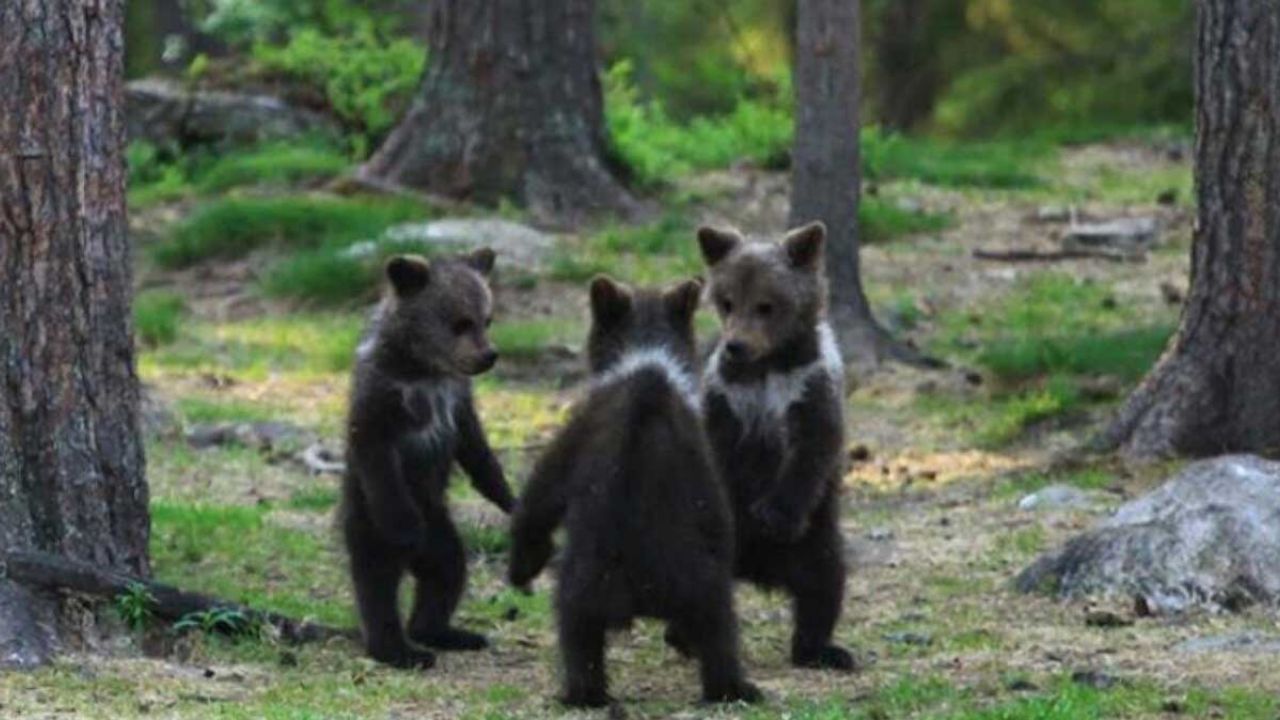 Fotógrafo finlandés capta a tres crías de oso, ¿mientras bailan en el bosque?