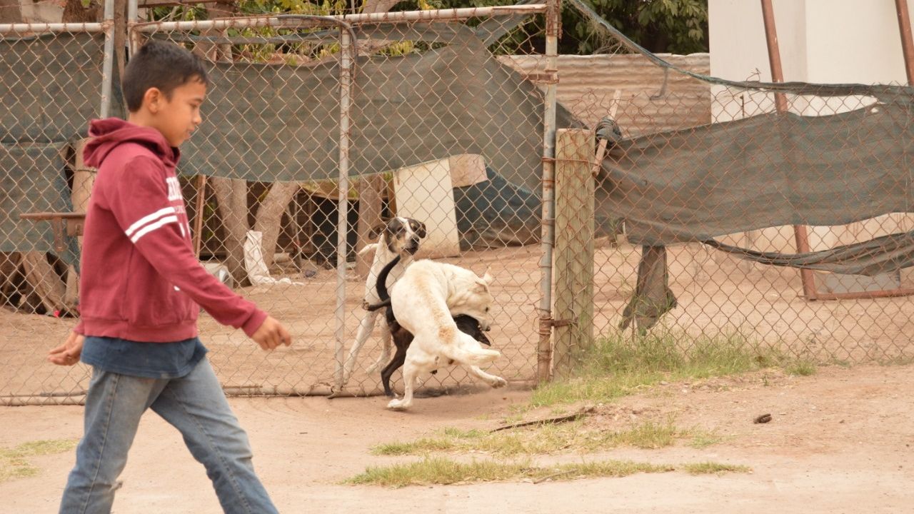 Centro de Atención Animal de Navojoa beneficiará en reducción de perros