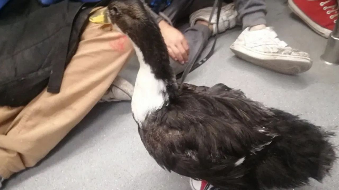 VIRAL: Niño le pone tenis a su pato mascota para subir al Metro en CDMX