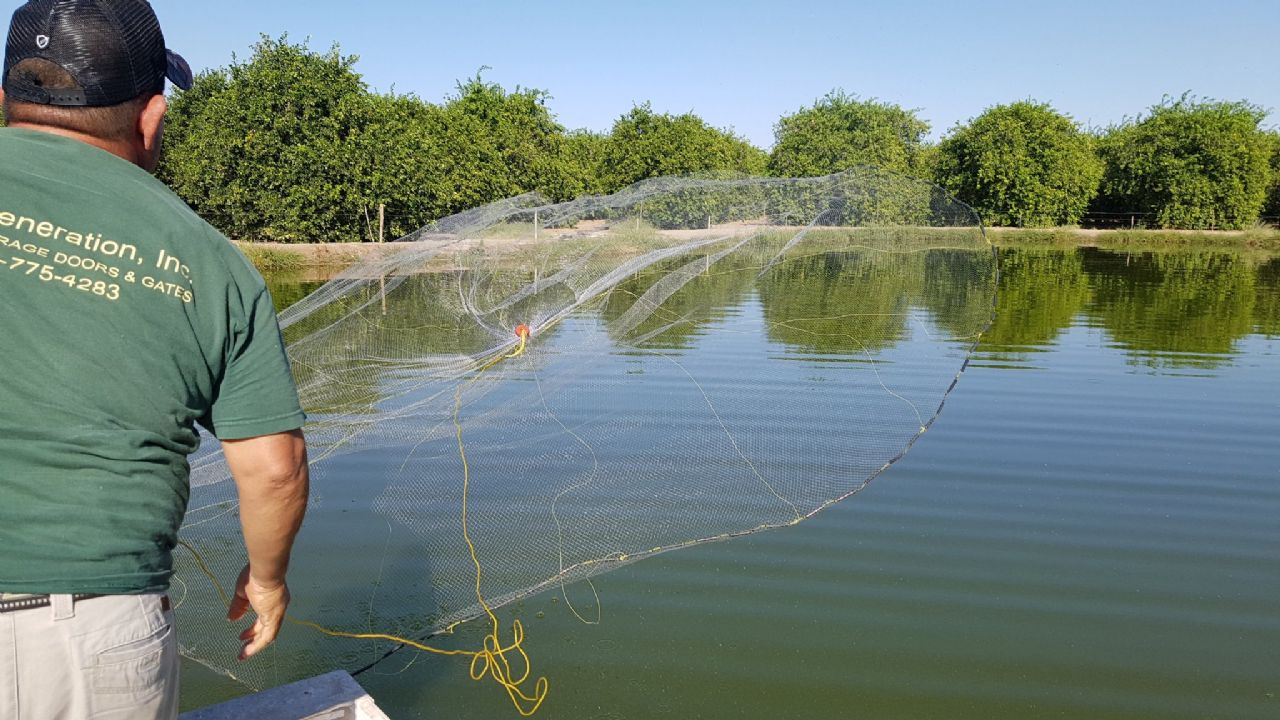 TLC sudamericano, pone en riesgo el comercio de camarón sonorense