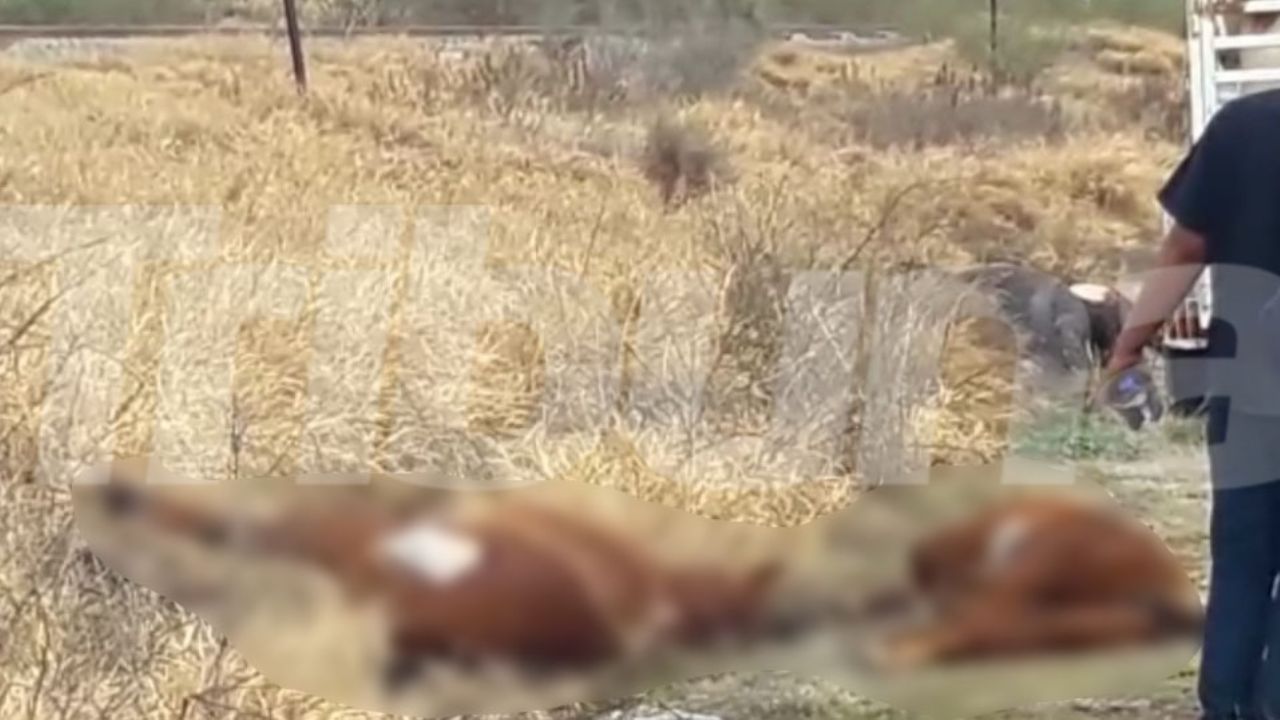 Accidente deja saldo de 10 personas lesionadas y 3 caballos muertos