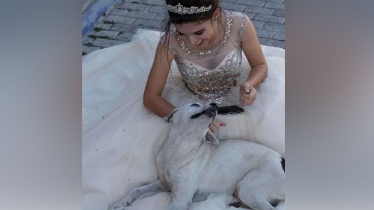 Perro callejero conmueve las redes al colarse a sesión de fotos de quinceañera
