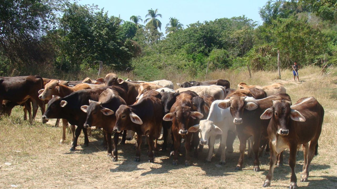 Ganaderos de Navojoa llaman a prevenir y evitar enfermedades en el ganado