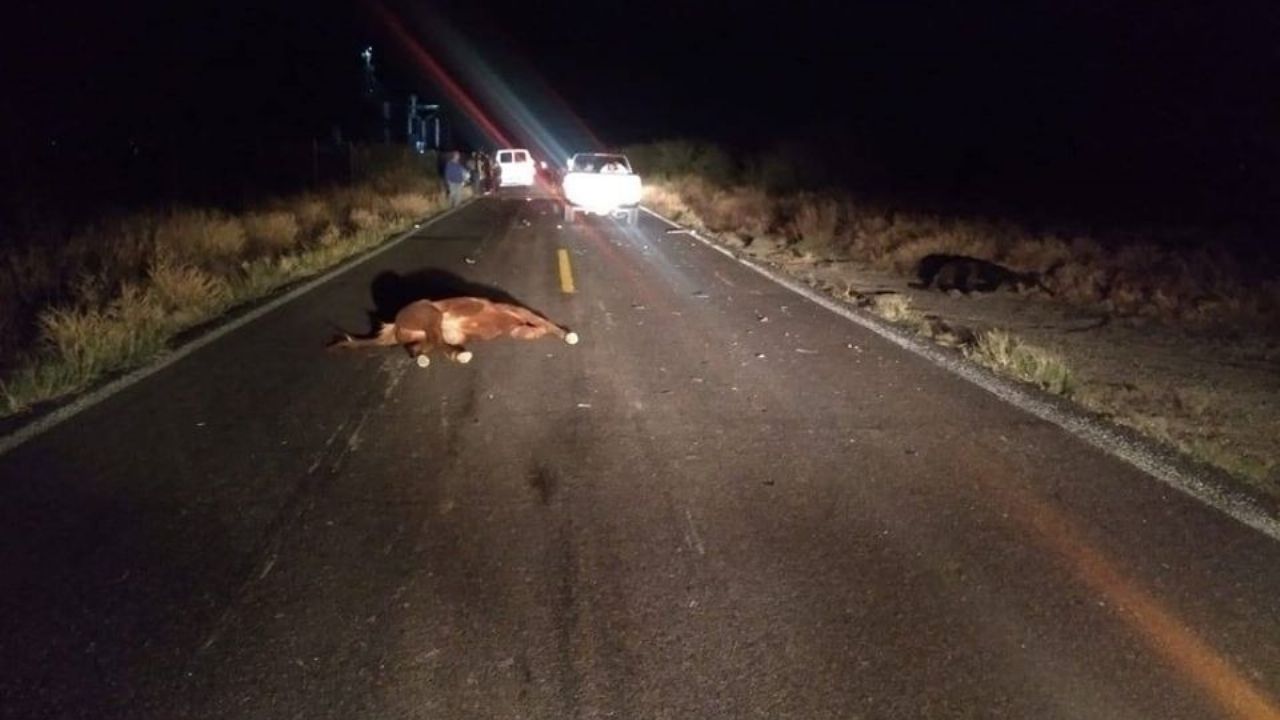 Accidente deja 10 personas lesionadas y tres caballos muertos