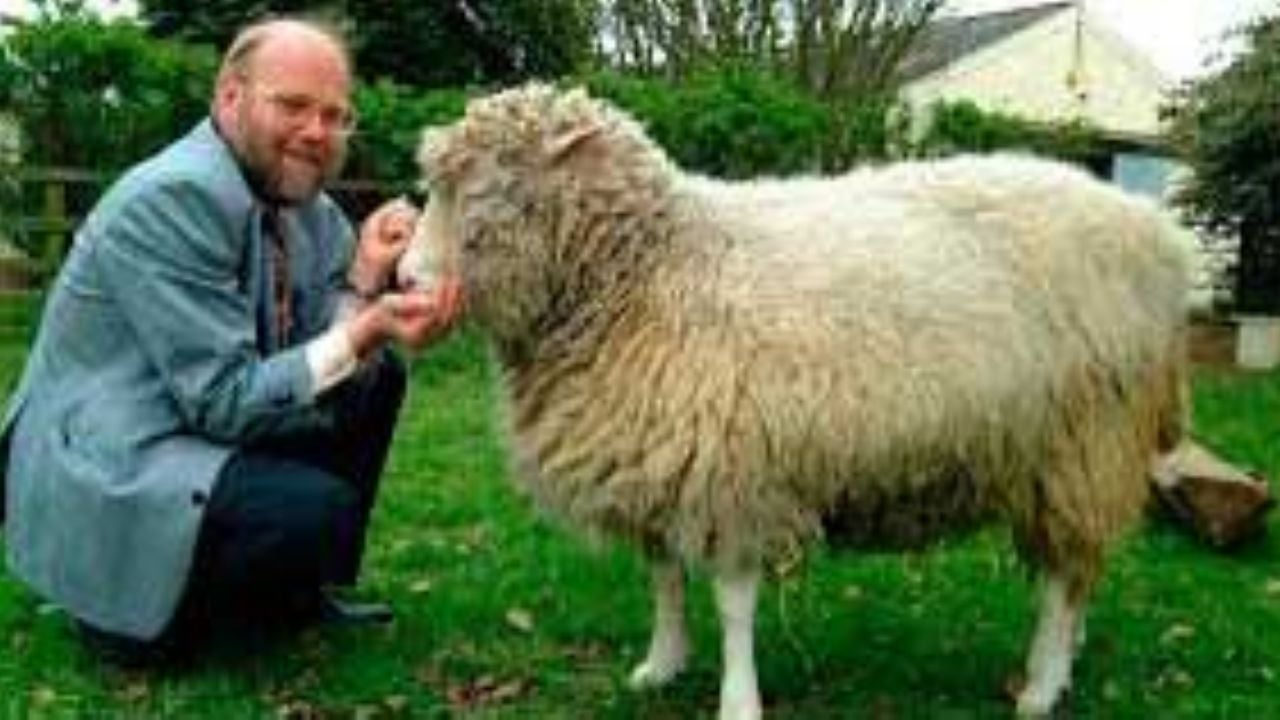 Efemérides de este 22 de febrero: Clonan con éxito a la oveja ‘Dolly’