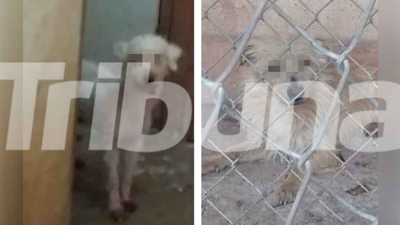 Dueña abandona a sus 4 perros en una vivienda y se comen entre ellos