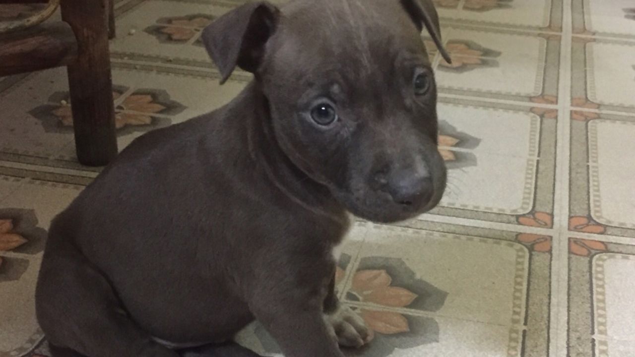 VIRAL: Niño abandona a su perrito en un refugio con una triste nota