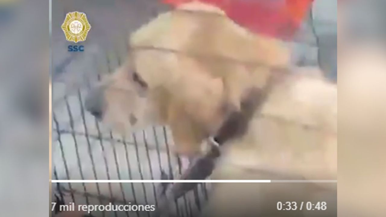 VIDEO: Rescatan herido pero con vida a perro que cayó en barranca de CDMX
