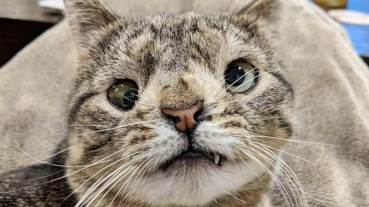 Maya, la gatita discriminada que se volvió en la inspiración de Internet