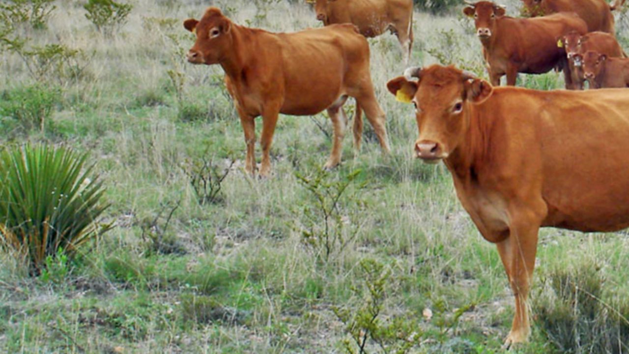 Hierbas tóxicas podrían ser las que estén acabando con el ganado de Sonora