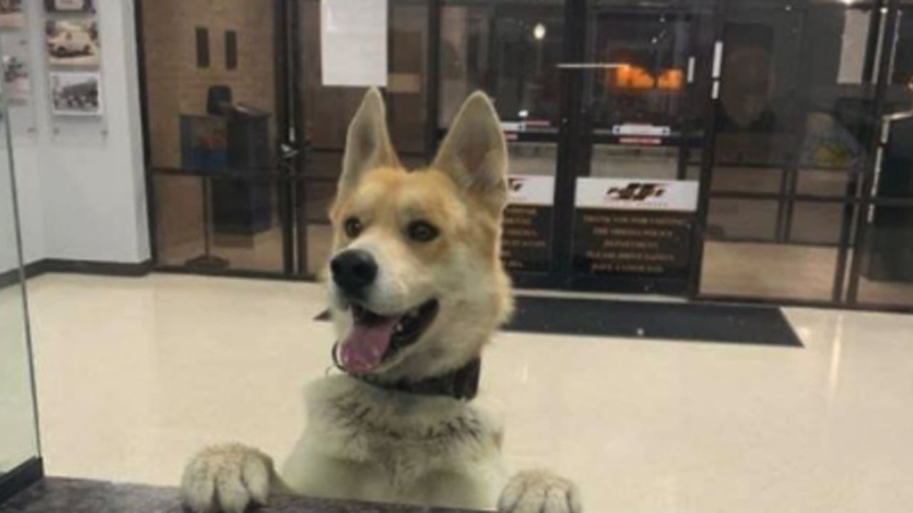 VIRAL: Perro huye de su dueño y aparece en la estación de Policía