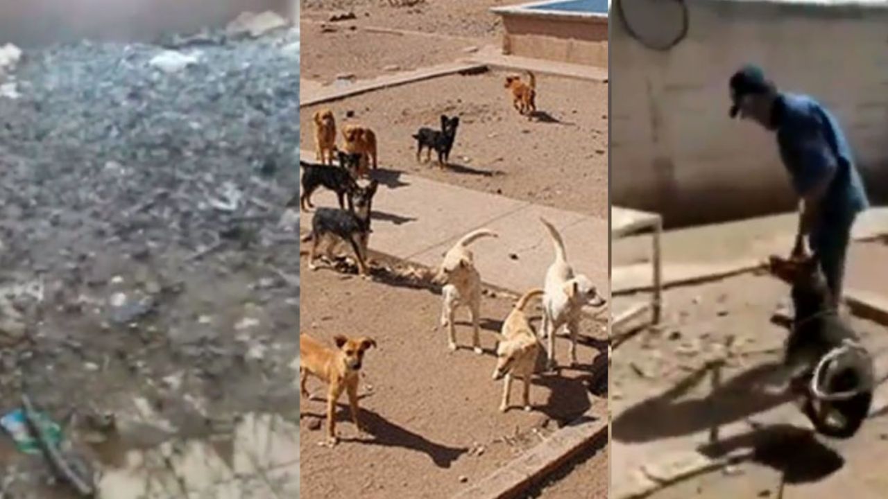 VIDEO: Descubren ‘rastro canino’ y rescatan a 28 perros en Chihuahua