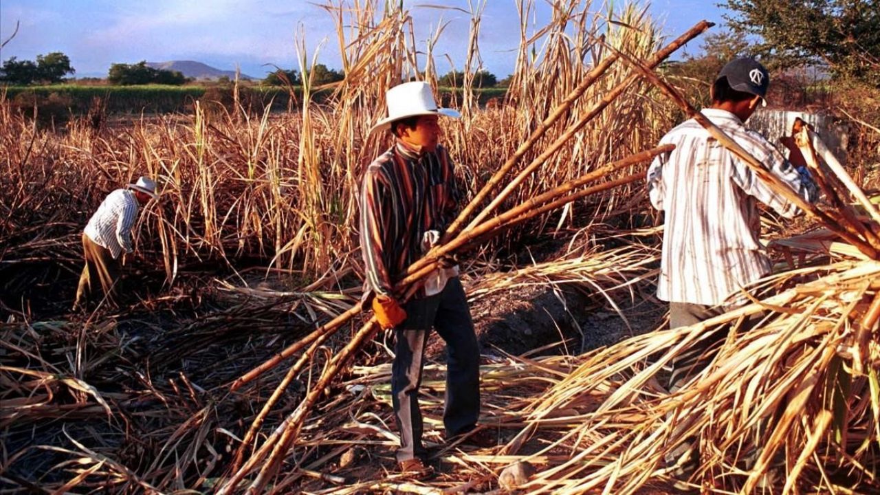 Colpos crea nueva variedad de caña resistente a la roya y enfermedades