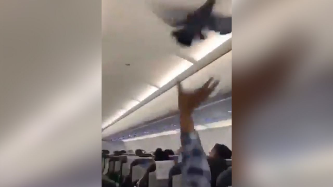 Palomas atrasan vuelo comercial entrar al ir de polizones con pasajeros