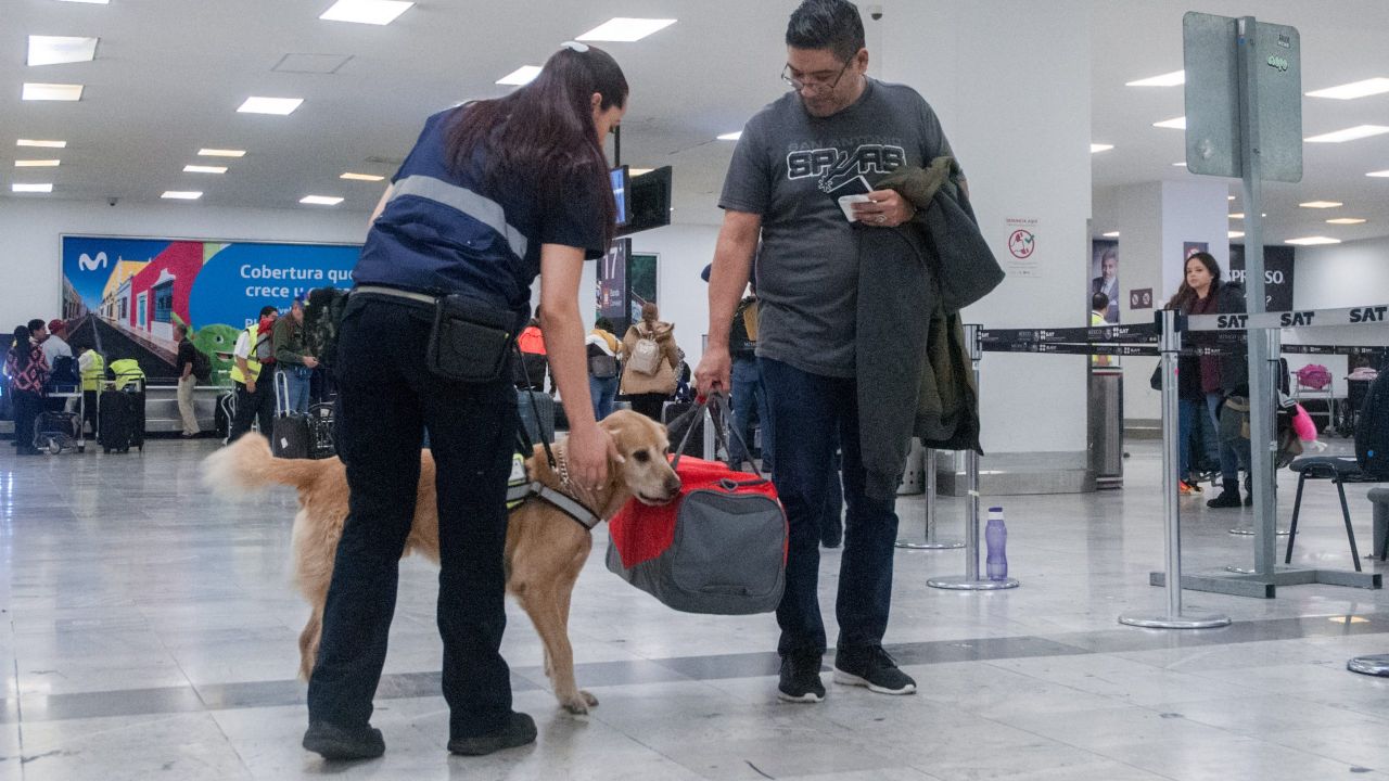 Senasica previene la entrada de la peste porcina africana mediante una campaña