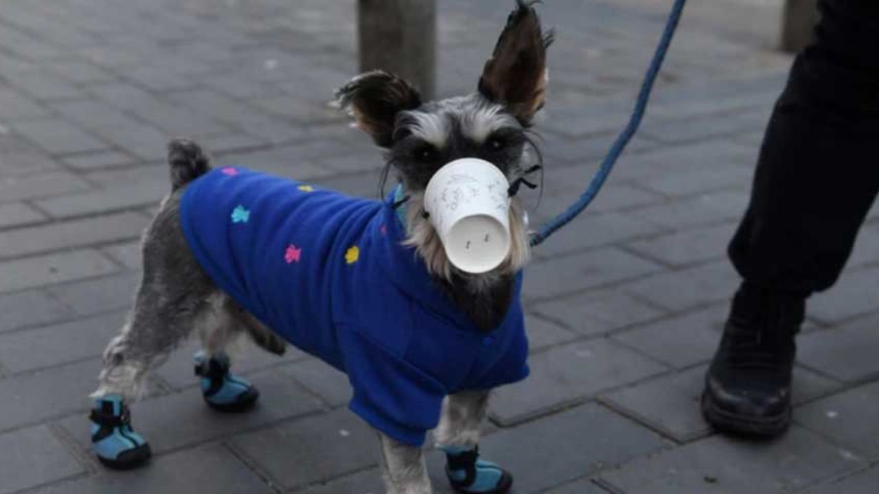China confirma que un perro dio positivo por el nuevo coronavirus