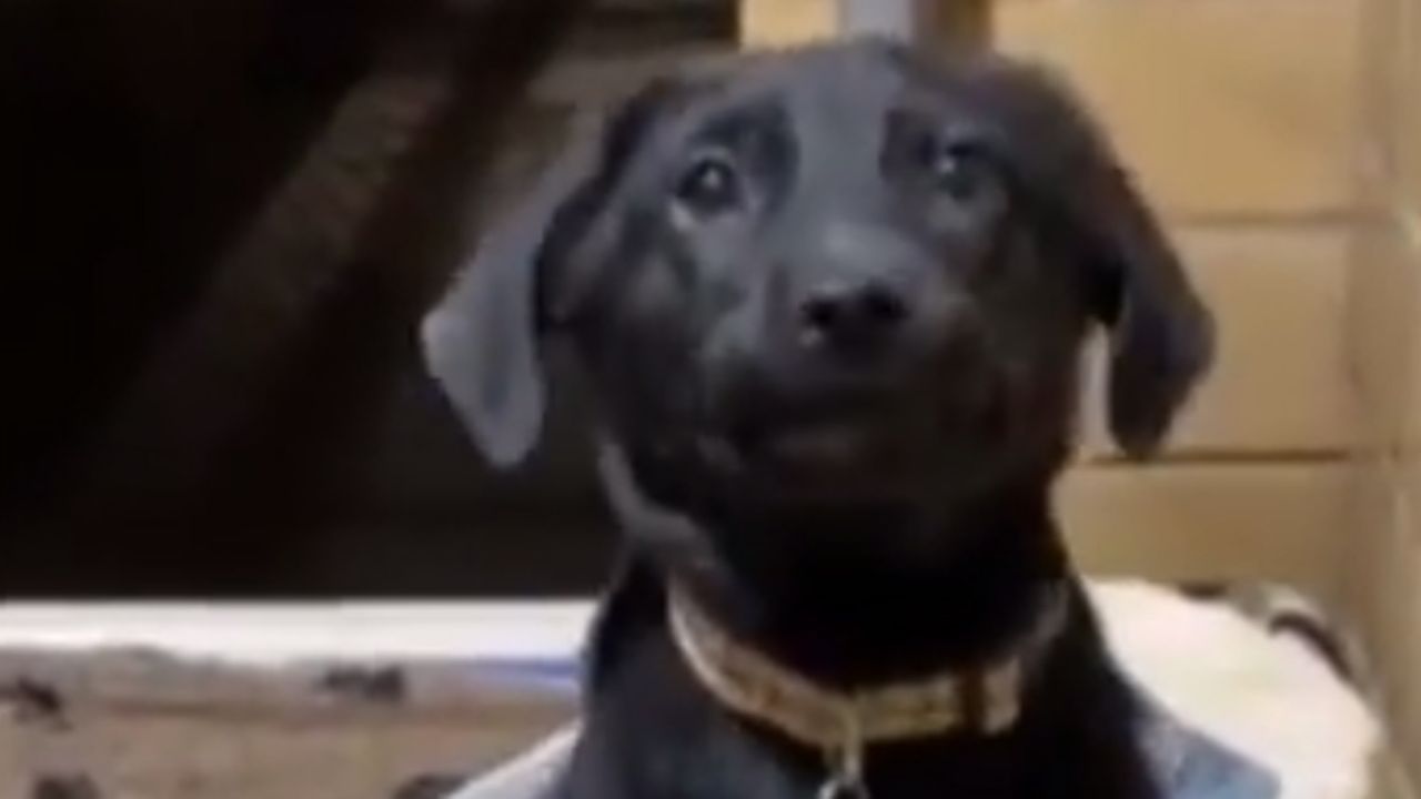 VIDEO: Perro sonríe a visitantes de refugio animal para ser adoptado