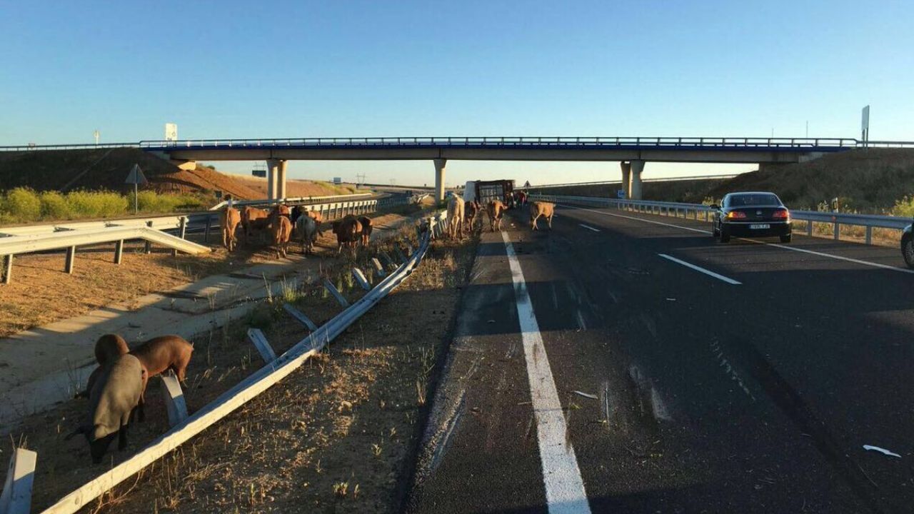 Ganado suelto, un peligro latente para los viajeros de Sonora y el resto del país