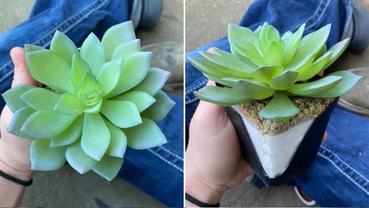 Mujer regó durante dos años una planta de plástico al creer que era natural