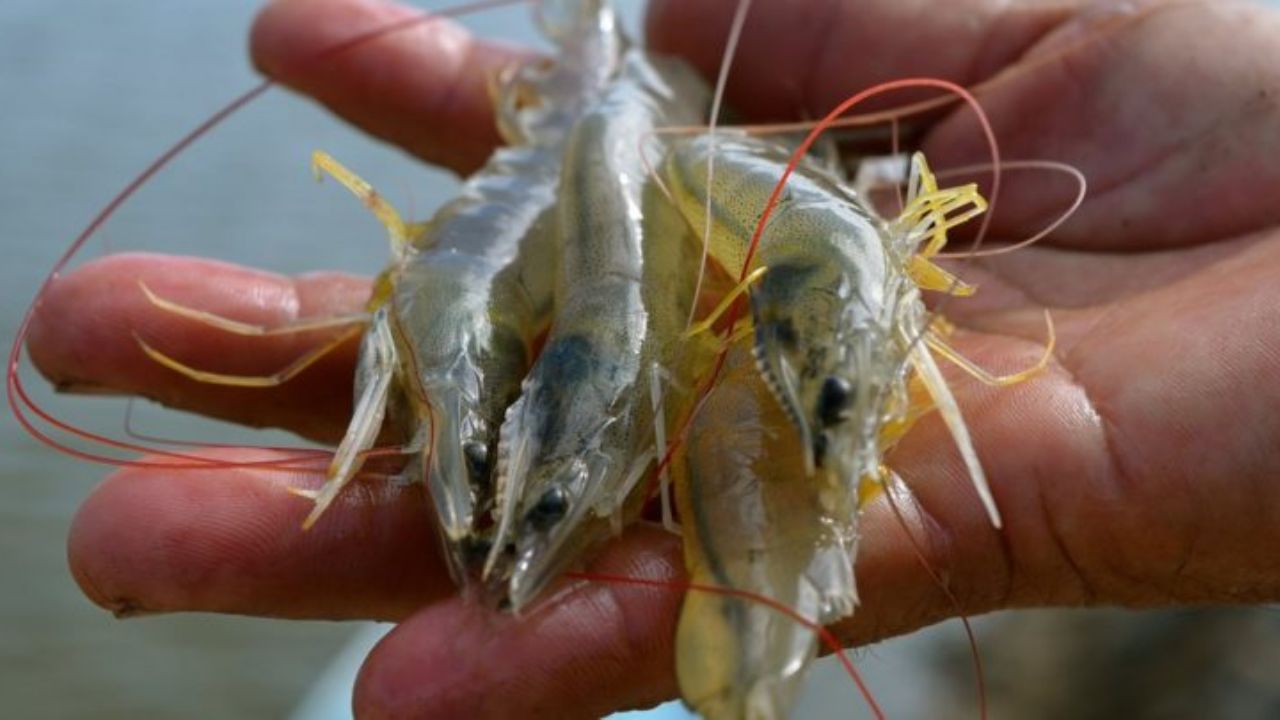 Autoridades pesqueras y productores instalan el Comité de Camarón