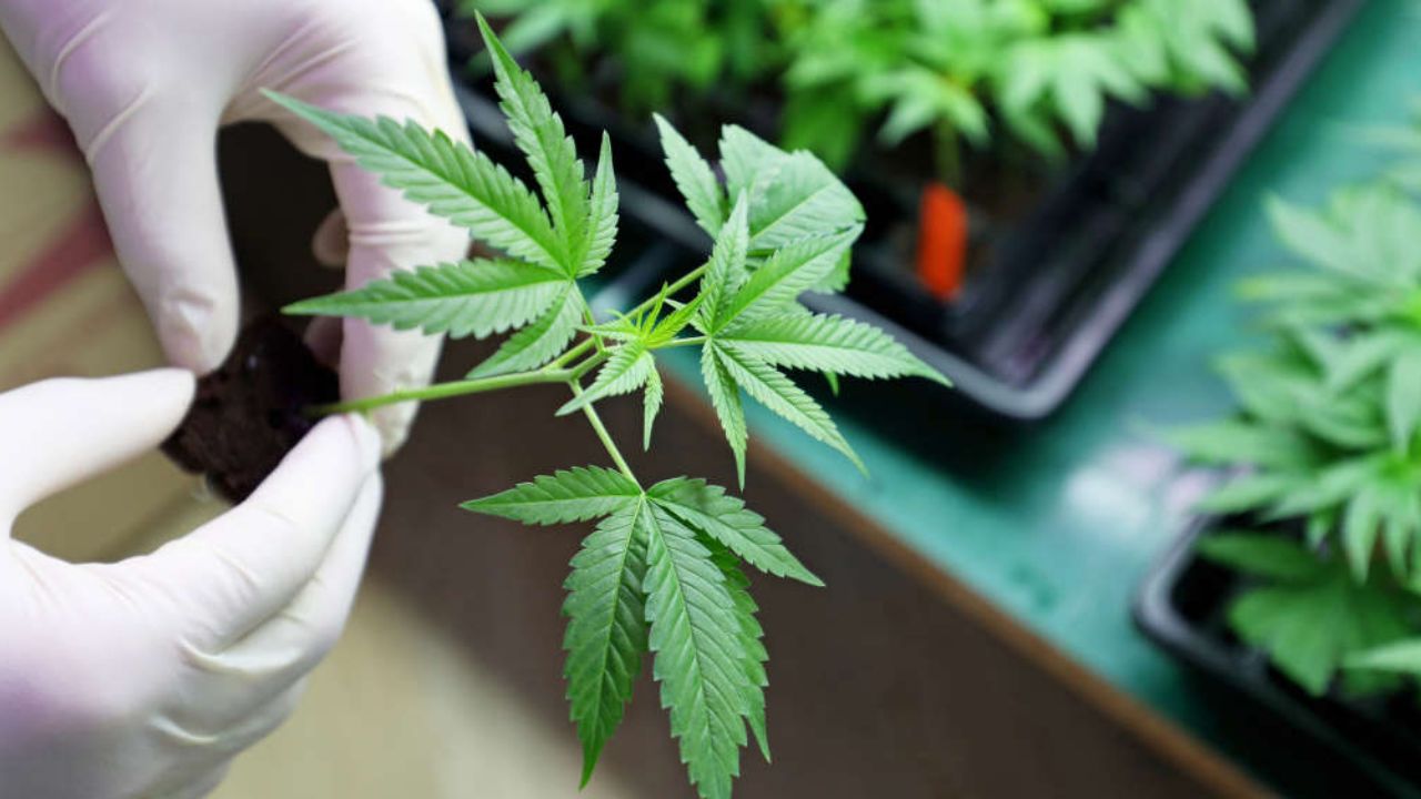 Esto podría hacerse con la marihuana si se aprueba el uso lúdico en México