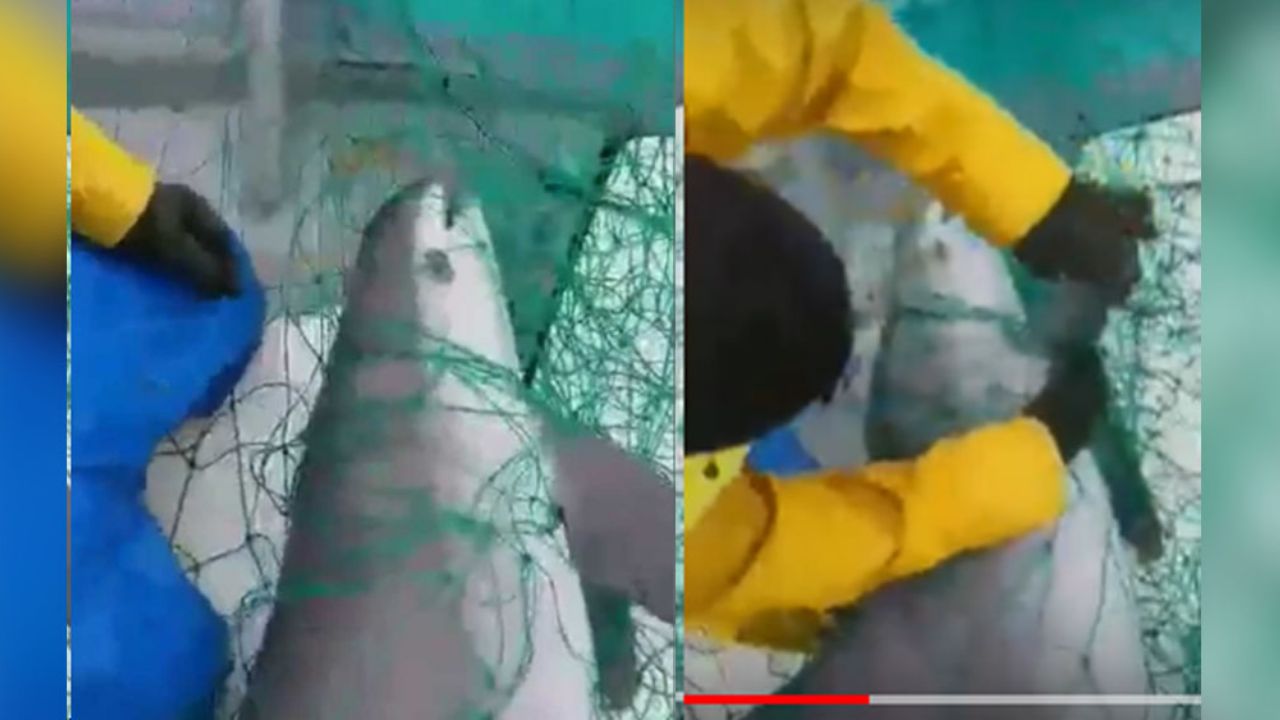 VIDEO: Muere una de las últimas vaquitas marinas atrapada en red