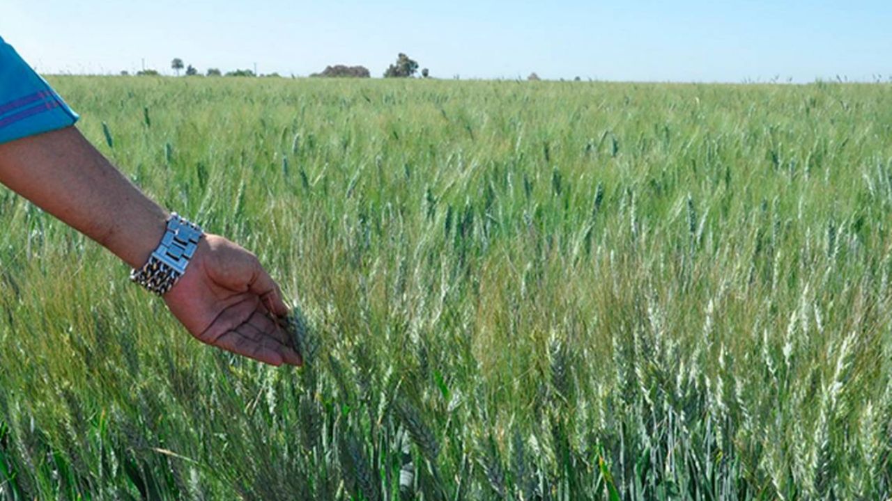 Trigo Ciano M-2018 llega al rescate de la agricultura en el Valle del Yaqui