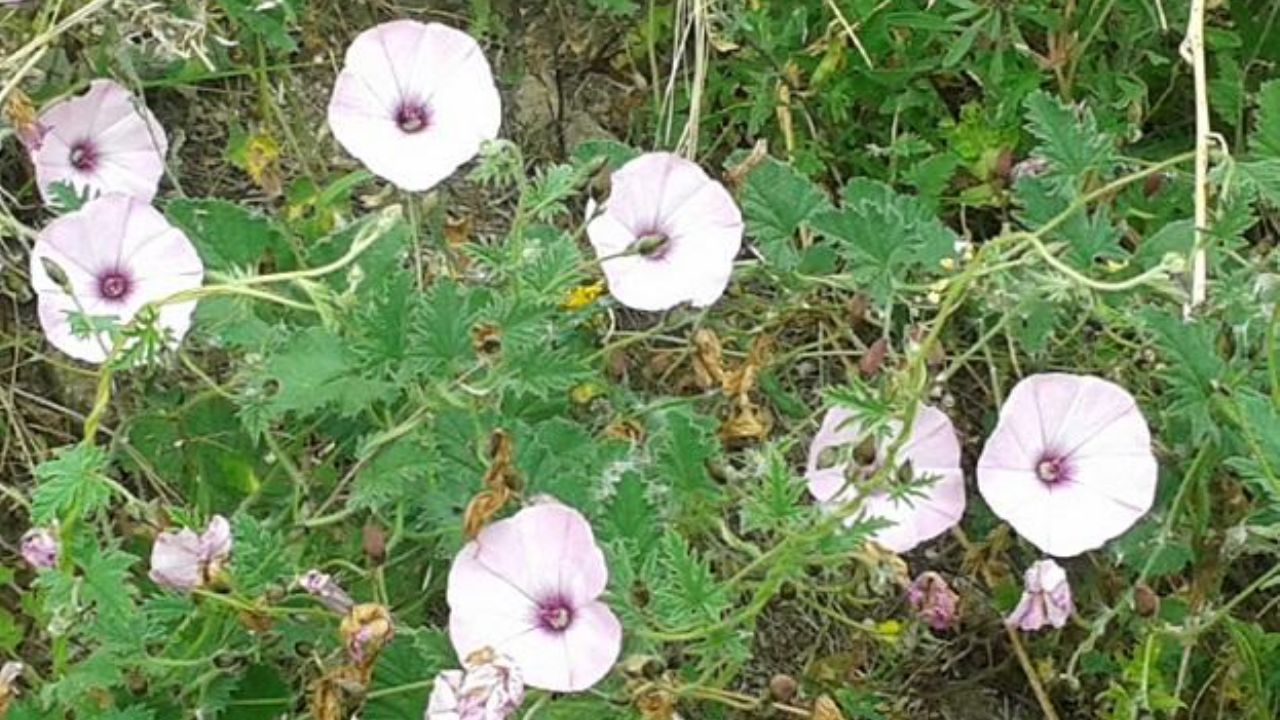 Organismos de Sonora buscan frenar la aparición de la correhuela en el agro