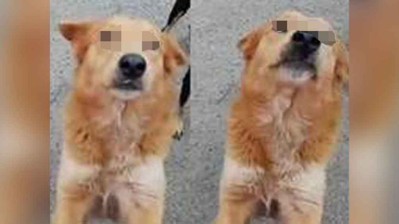 Fiscalía investiga el presunto delito de maltrato animal en contra de Lyla