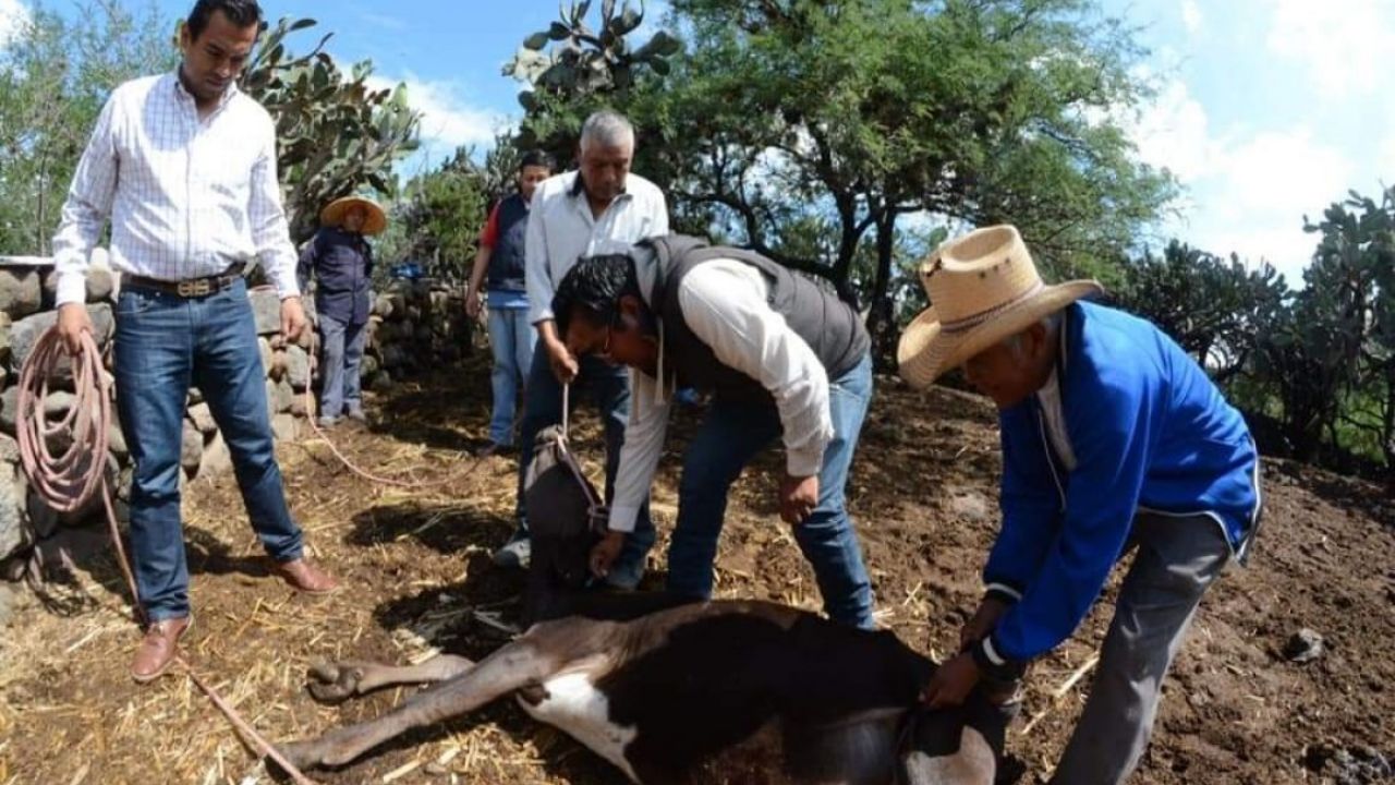 Ganaderos de Navojoa esperan buena temporada para crecimiento de reses