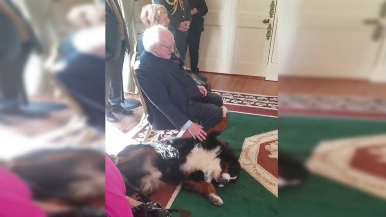 VIDEO: Perro del presidente de Irlanda se vuelve viral por este tierno momento