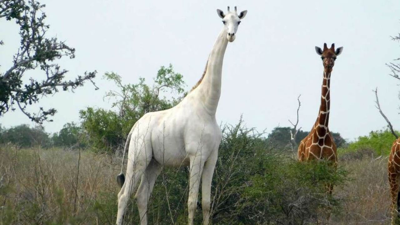 Matan a las únicas jirafas blancas en Kenia; buscan a los responsables