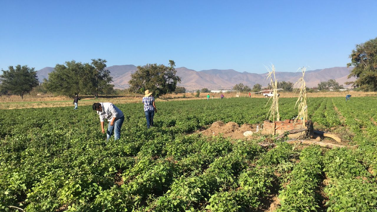 Sader: “Agroindustria debe practicar una agricultura más sustentable”