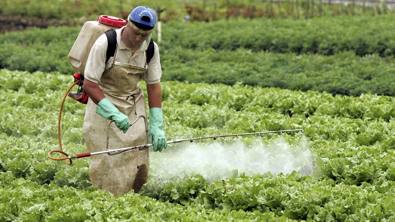 Especialistas señalan que cultivos peligran por agrotóxicos en Oaxaca