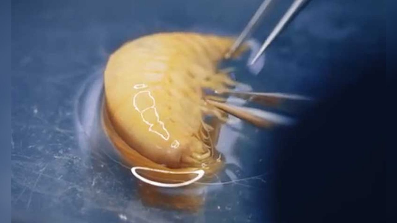 Reino Unido encuentra especie marina contaminada por plástico